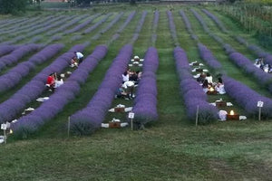 Giornata della lavanda - Merenda in viola