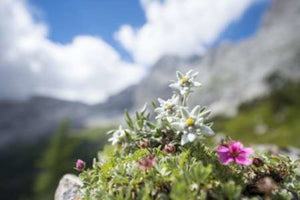 Crema corpo alle Erbe Alpine