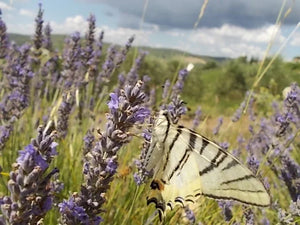 Giornata della lavanda - Mille sfumature di viola